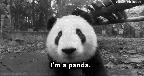 Cute Panda gif